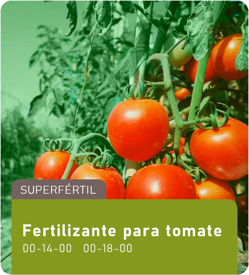 Fertilizante para tomate